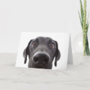 Search for labrador cards Closeup