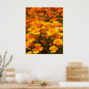 Search for poppy paintings posters Aesthetic