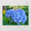 Search for blue hydrangea postcards Hydrangeas