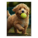 Search for golden doodle puppies cards Cute