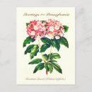 Search for mountain laurel flower postcards Floral