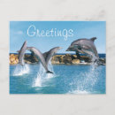 Search for delfin postcards Swimming
