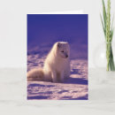 Search for arctic fox cards Winter