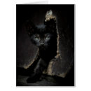 Search for hungary photography Cat