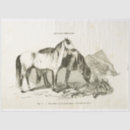 Search for equestrian tissue paper Vintage