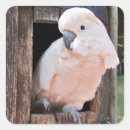 Search for pink cockatoo stickers Parrot