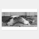 Search for peek a boo stickers Dog