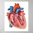 Search for human heart posters Biology