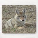 Search for coyote electronics Wildlife