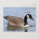 Search for anseriform Anatidae