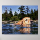 Search for labrador retriever posters Golden
