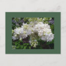 Search for fragrant postcards Lilacs