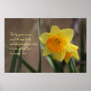 Search for daffodils pictures posters Photograph