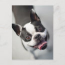 Search for imaging postcards Puppies
