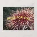 Search for red sea postcards Scuba