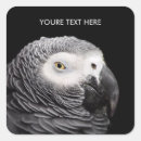 Search for african grey parrot stickers Animals