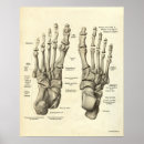 Search for podiatry posters Toes