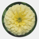 Search for zinnias stickers Nature