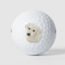Search for labrador retriever golf balls Pet