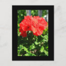 Search for drop leafs postcards Drops