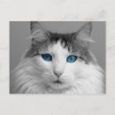 Search for fluffy white postcards Blue