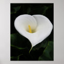 Search for lillies posters Flower
