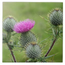 Search for thistle tiles Flower