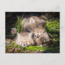 Search for sleeping baby postcards Young animal