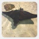 Search for stingray stickers Fish