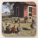Search for poultry coasters Farm