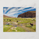 Search for altiplano postcards Landscape