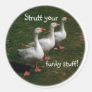Search for geese stickers Humour