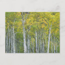 Search for aspen colorado postcards Usa