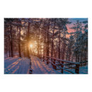 Search for snow covered trees posters Pine