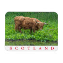 Search for cow magnets Scotland