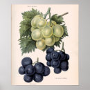 Search for vintage grape vine posters Grapes