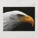Search for bald eagles postcards White