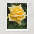 Search for toulouse postcards Yellow