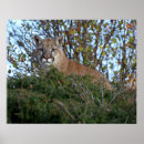 Search for puma posters Mammal