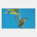 Search for ruby throated hummingbird stickers Animal