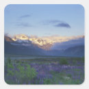 Search for lupine stickers New zealand