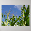 Search for cornie art Farm