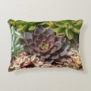 Search for succulent cushions Garden