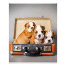 Search for newest art English bulldog puppy