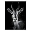 Search for antelope posters Wildlife photography