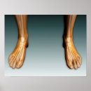 Search for ankles posters Human ankle
