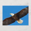 Search for eagle in flight postcards Raptor