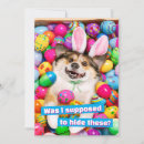 Search for easter egg invitations Funny