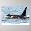 Search for orca killer whale posters Orcas