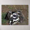 Search for penguin family posters Nature
